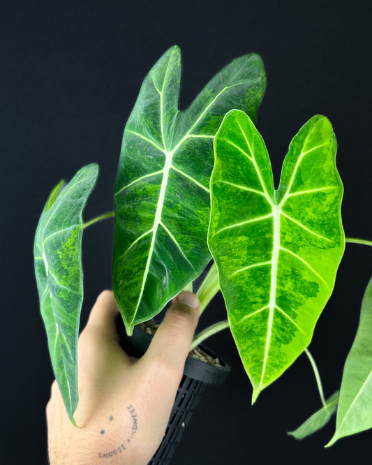 Alocasia Frydek GoG Variegata Rhizom