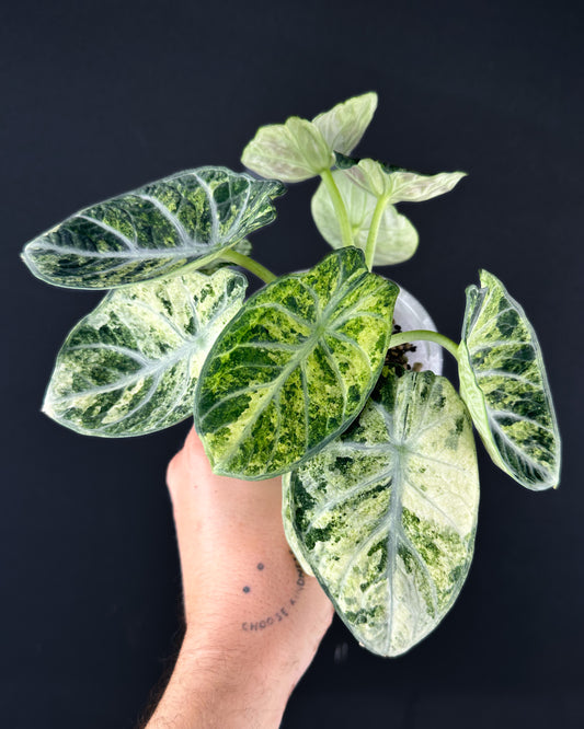Alocasia Ninja „Splash“ / „Tricolor“ Rhizom