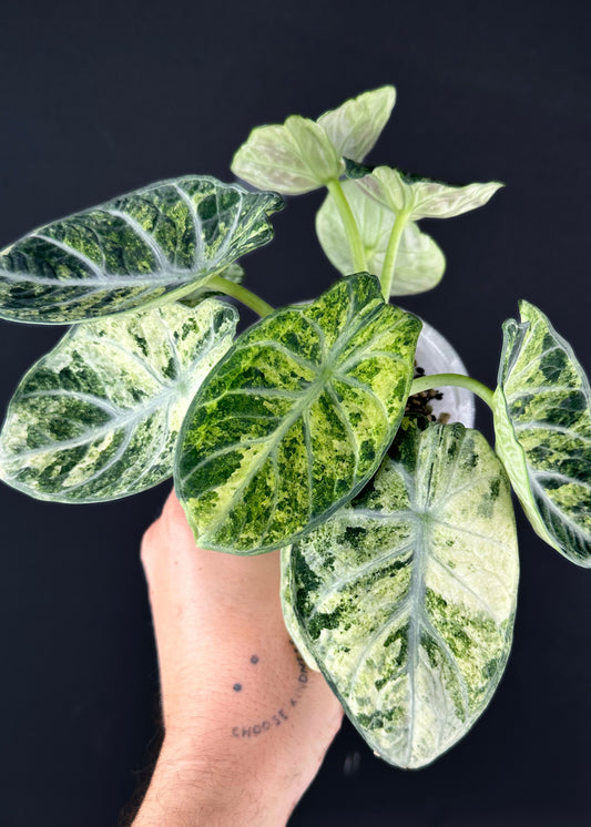 Alocasia Ninja „Splash“ Rhizom klein (2x)