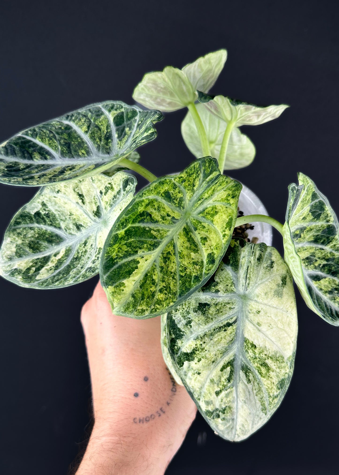 Alocasia Ninja „Splash“ Rhizom