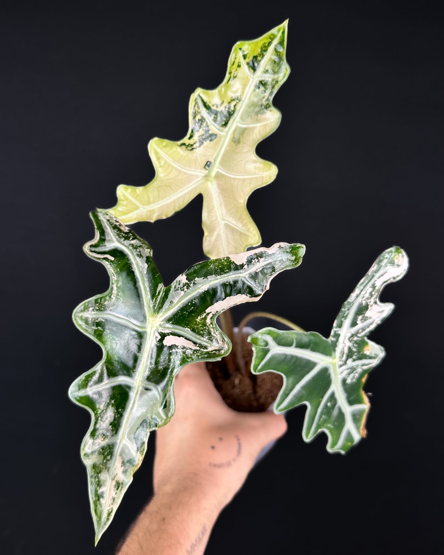 Alocasia Sanderiana Nobilis Albo/Pink RHIZOM/BULB