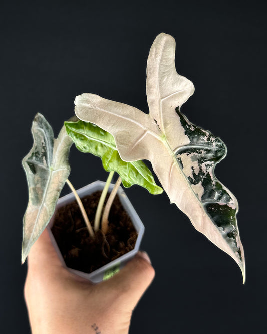 Alocasia Sanderiana Nobilis Albo/Pink Variegata