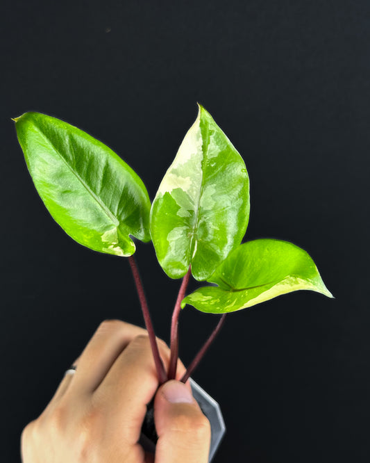 Alocasia Macrorrhiza Black Stem Albo Variegata