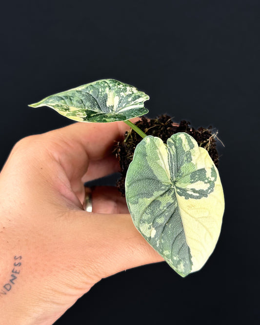 Alocasia Melo Albo Variegata
