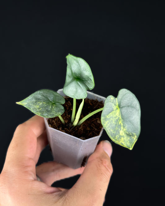 Alocasia Silver Dragon Aurea Variegata