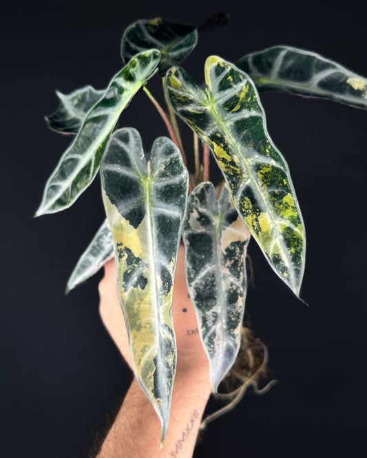 Alocasia Bambino Aurea Variegata Rhizom