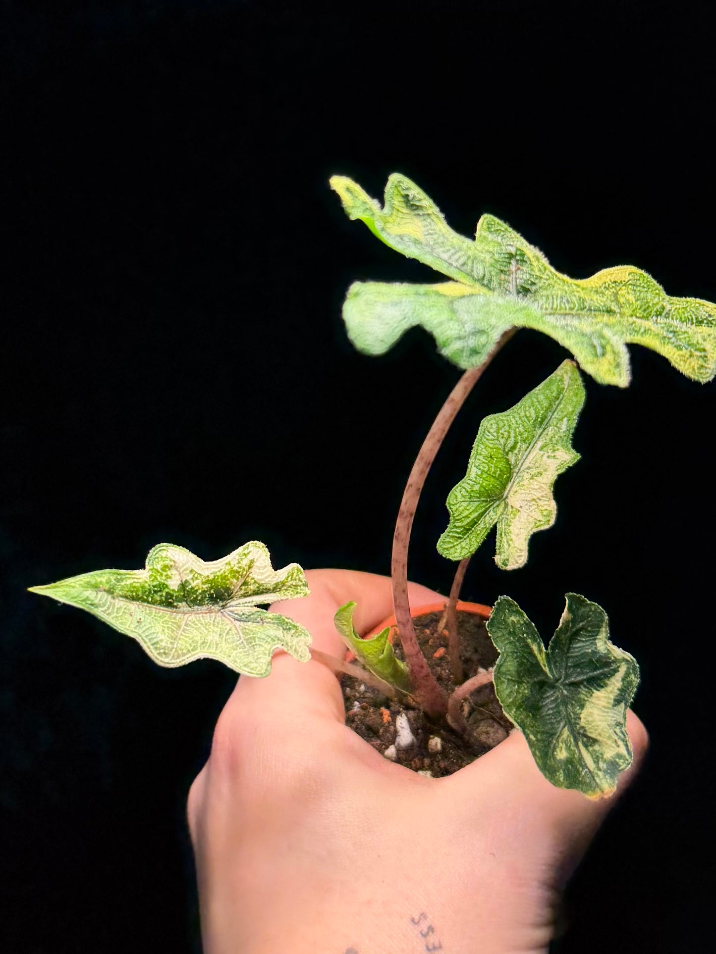 Alocasia Jacklyn Aurea Variegata