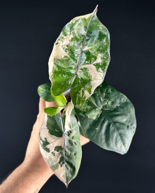 Alocasia Yucatan Princess Albo/Pink Variegata
