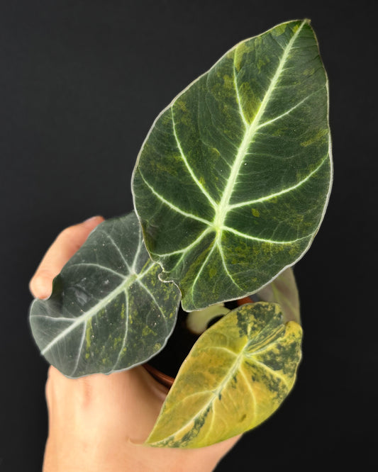 Alocasia Black Velvet Gold Variegata