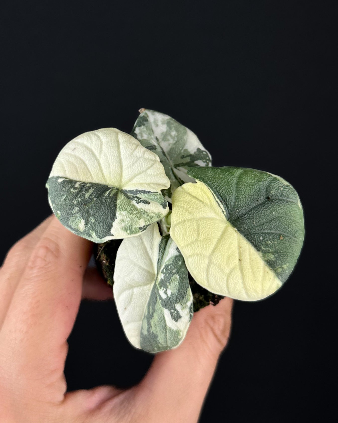 Alocasia Melo Albo Variegata