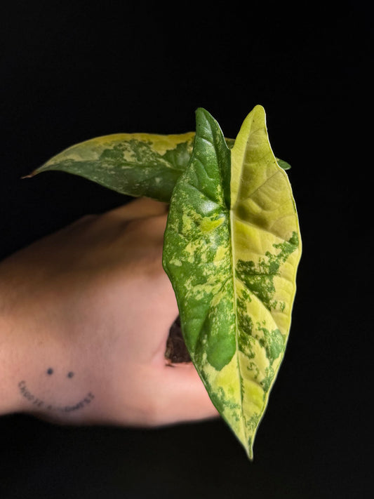 Alocasia Simpo Aurea Variegata