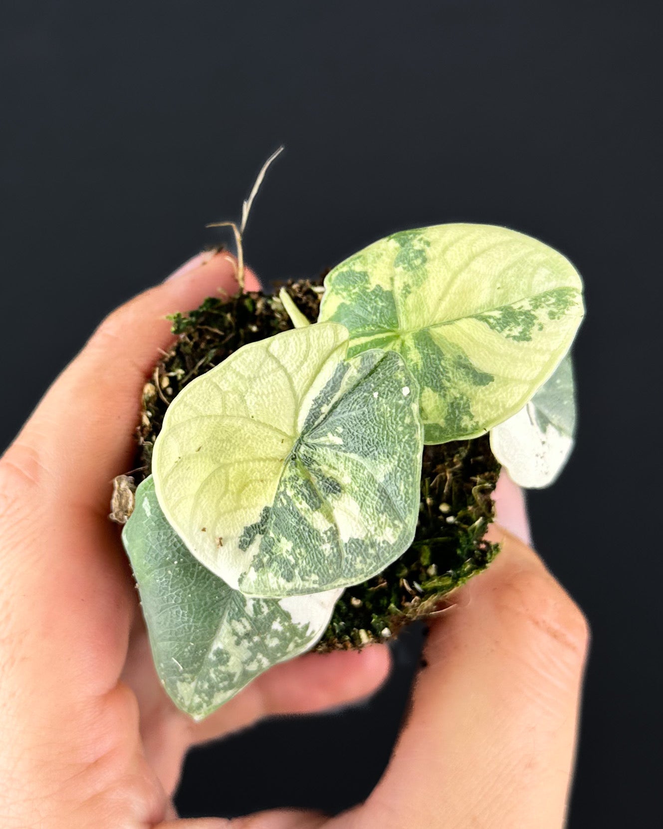 Alocasia Melo Albo Variegata