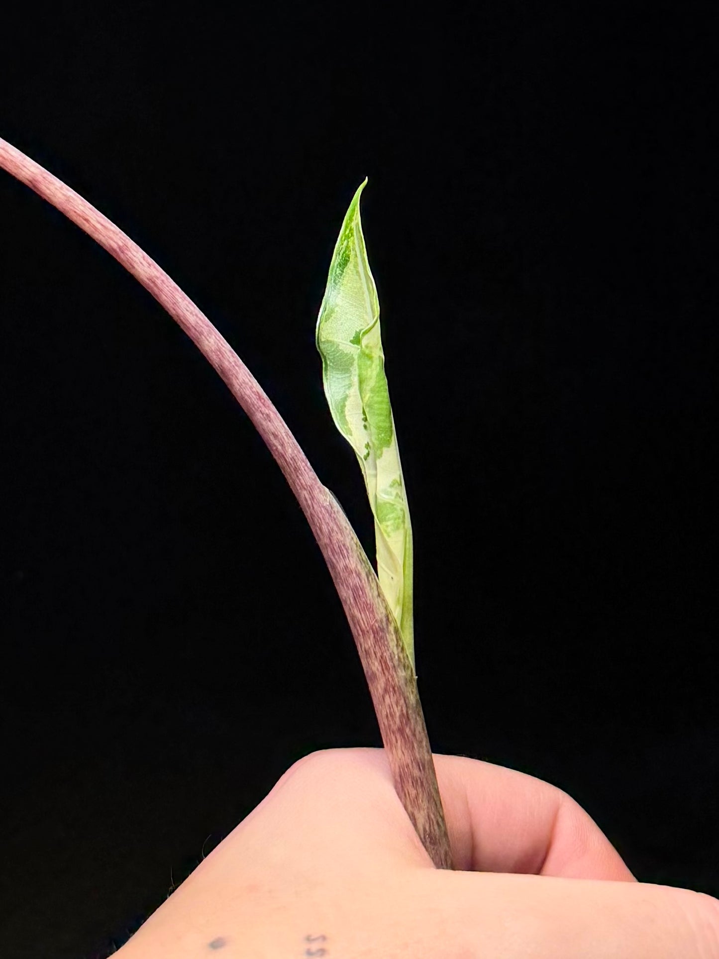 Alocasia Sarian Albo Variegata