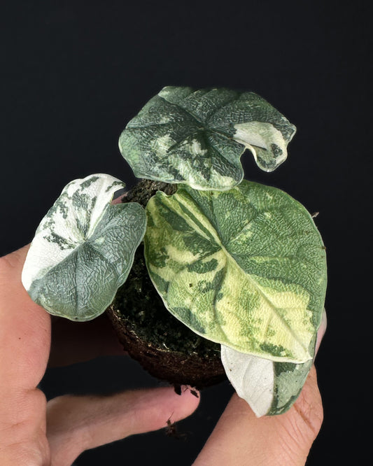 Alocasia Melo Albo Variegata