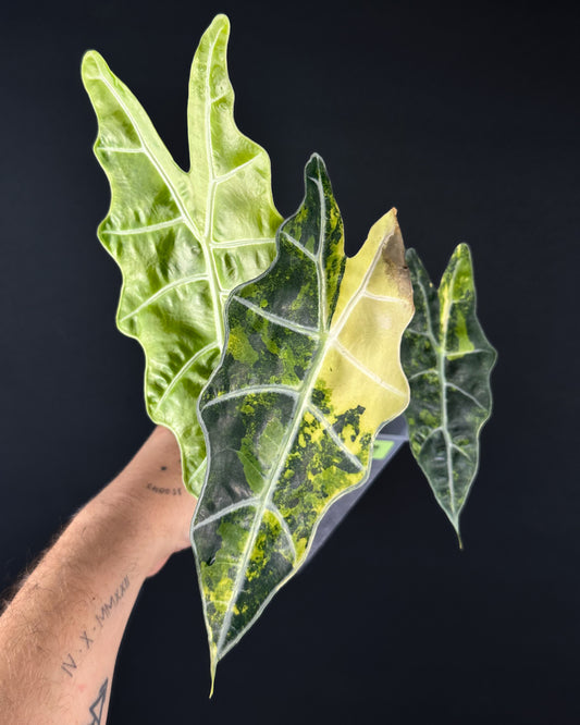 Alocasia Sanderiana Bull Aurea Variegata