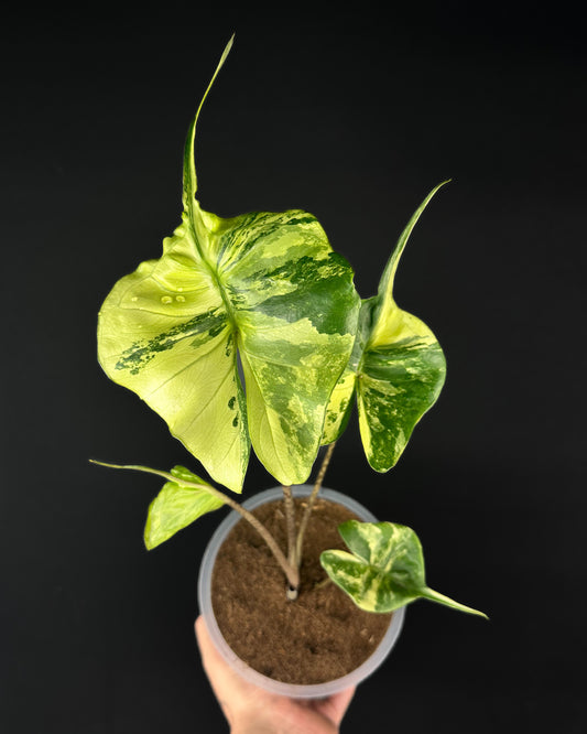 Alocasia Stingray Aurea Variegata