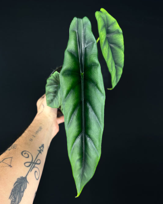 Alocasia Venusta