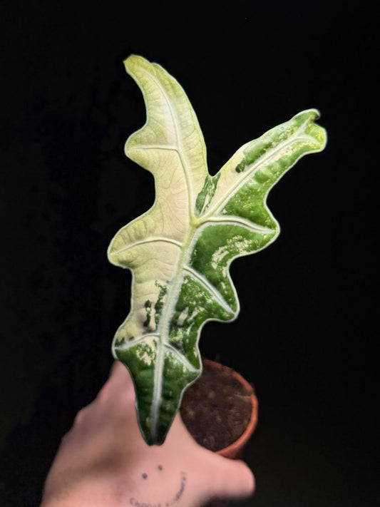 Alocasia Sanderiana Nobilis Albo/Pink Variegata