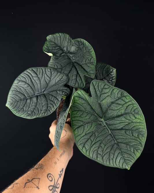 Alocasia Melo