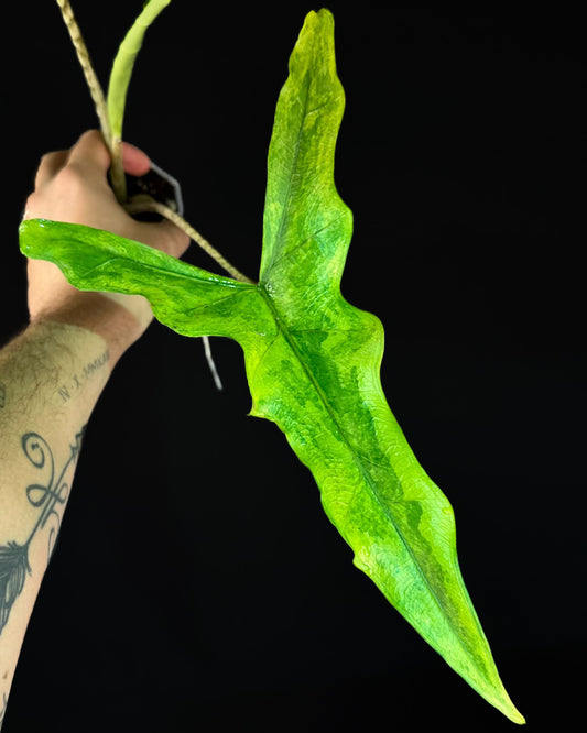 Alocasia Sabrina Aurea Rhizom