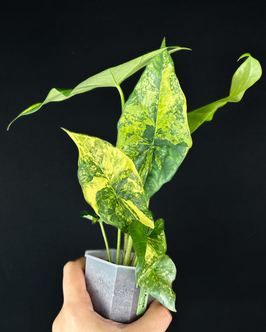 Alocasia Simpo Aurea