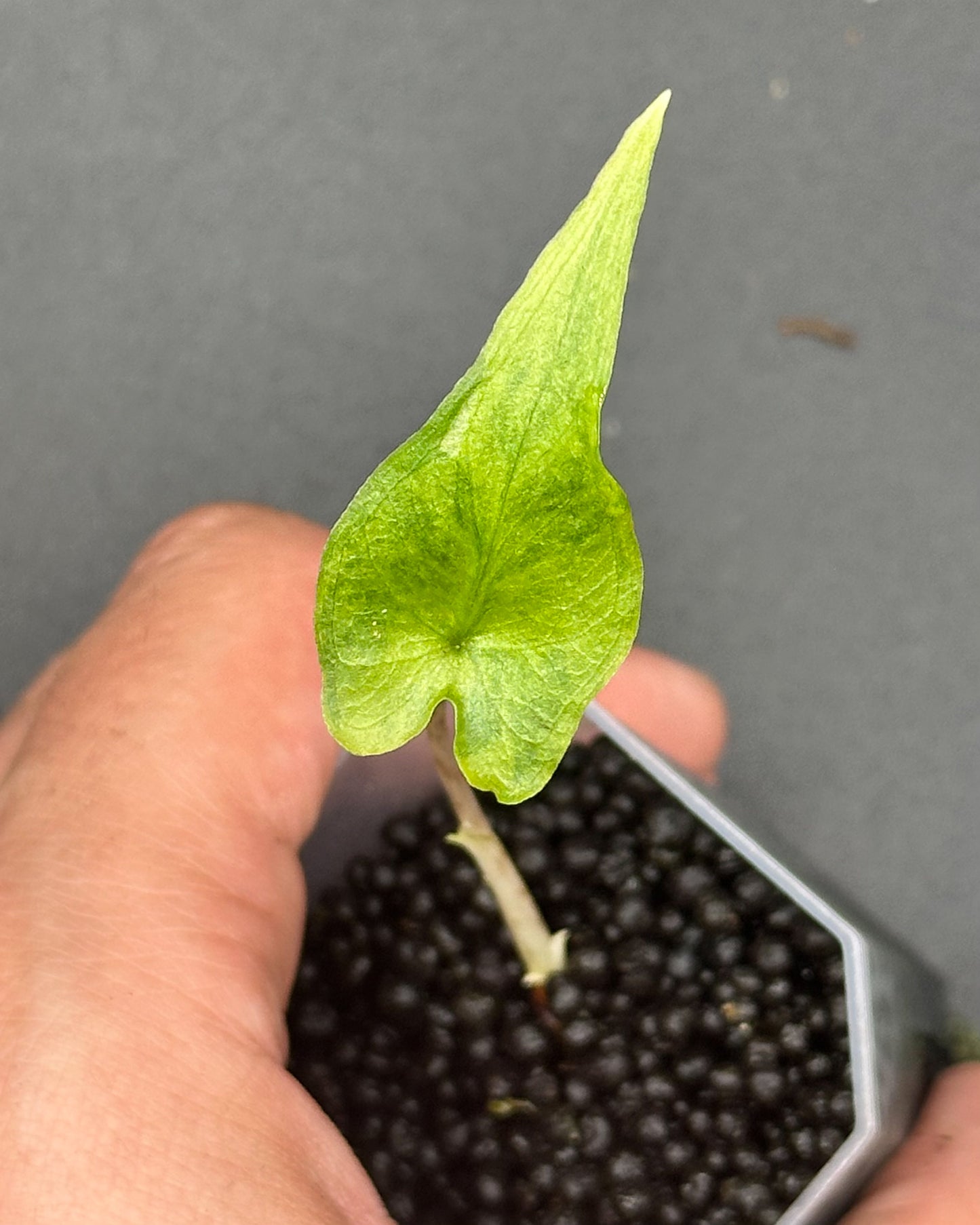 Alocasia Sabrina Aurea Variegata