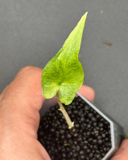 Alocasia Sabrina Aurea Variegata