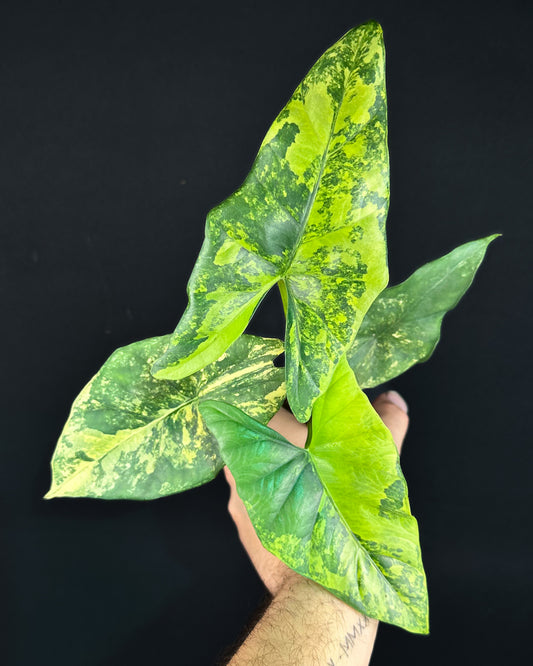 Alocasia Simpo Aurea Variegata RHIZOM/BULB