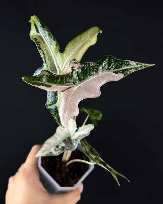 Alocasia Sanderiana Nobilis Albo/Pink Variegata (K-Version)