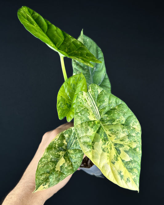Alocasia Sinuata Aurea Variegata