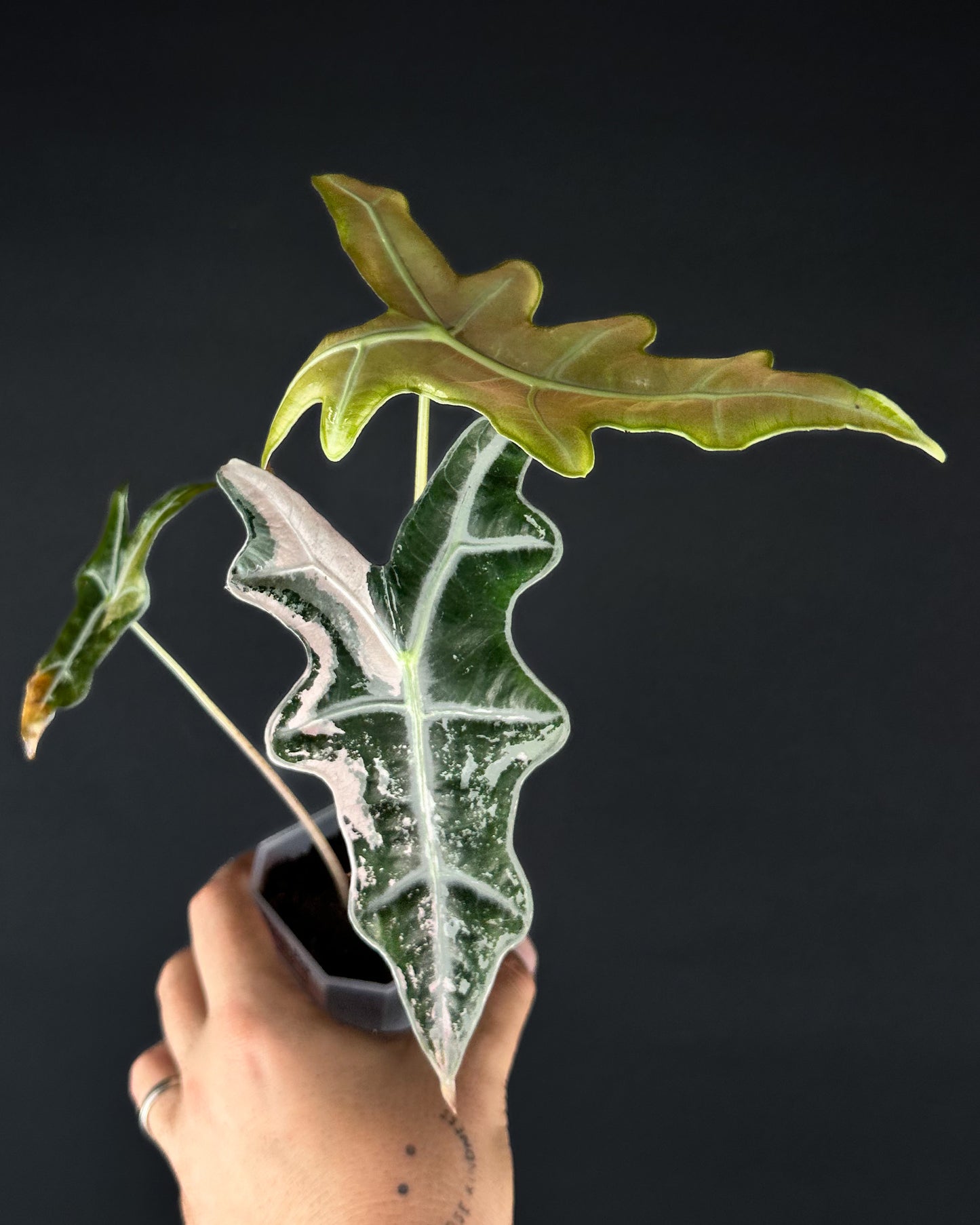 Alocasia Sanderiana Nobilis Albo/Pink Variegata