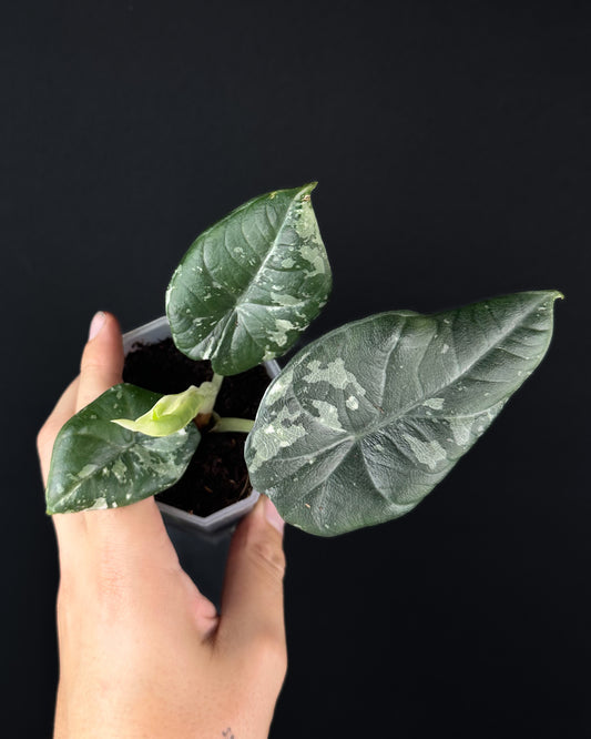 Alocasia Maharani Albo Variegata