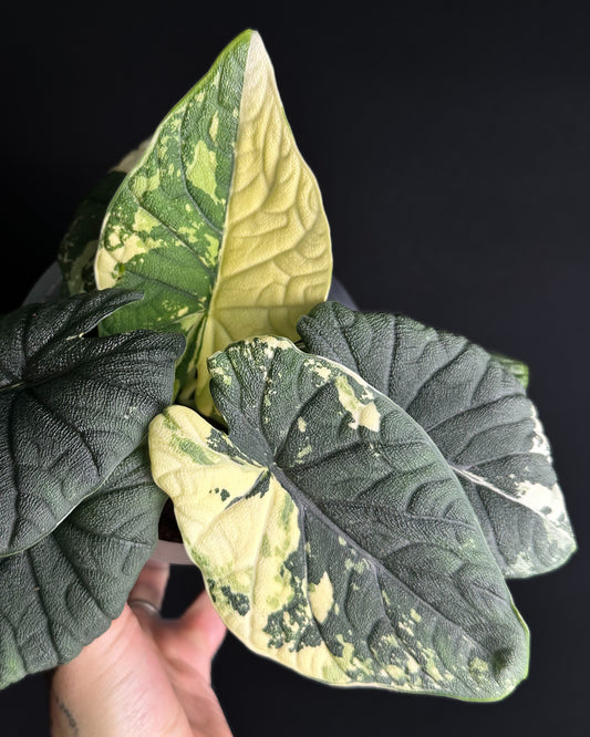 Alocasia Melo Albo Variegata Rhizom