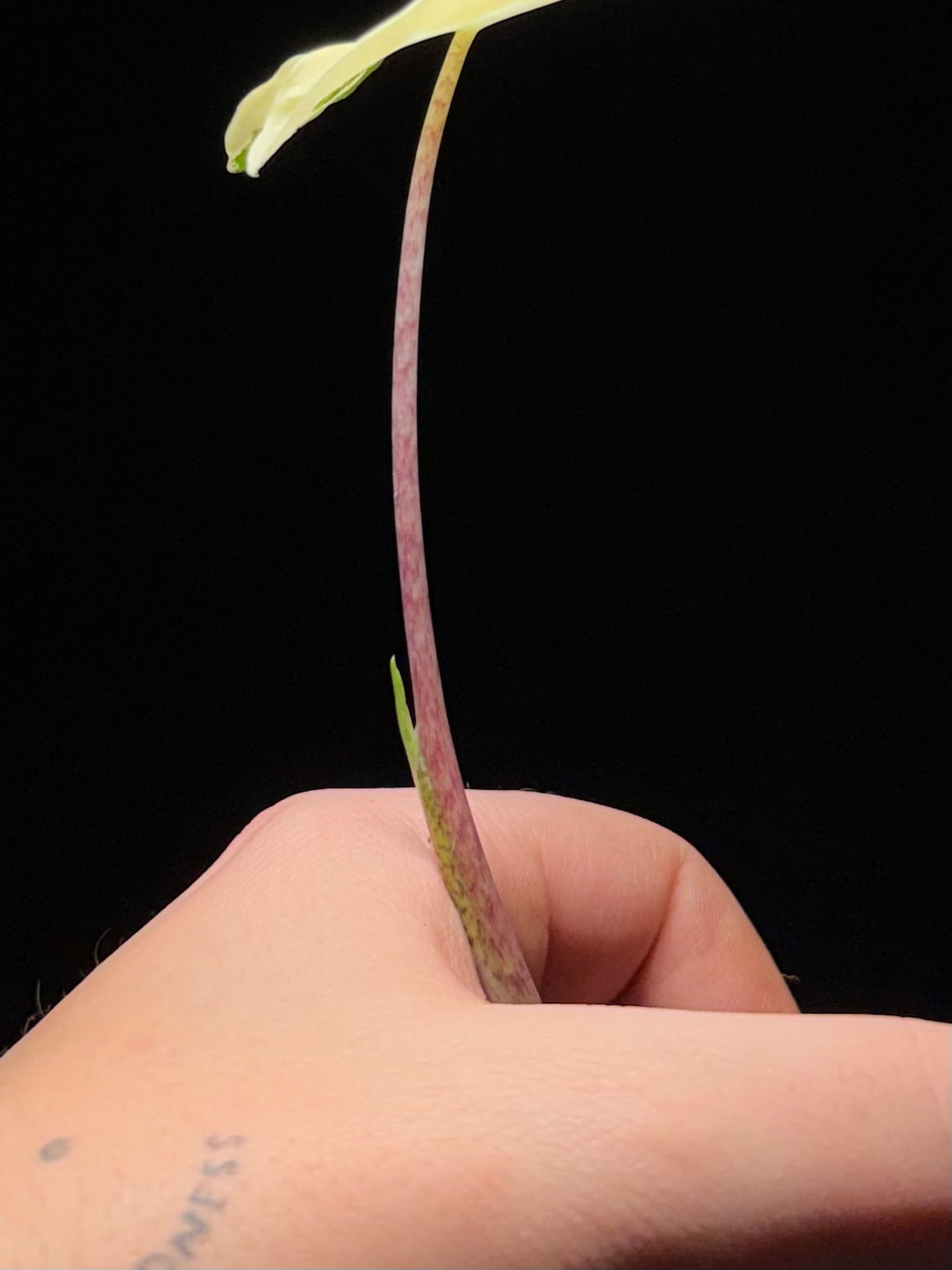 Alocasia Sarian Albo Variegata