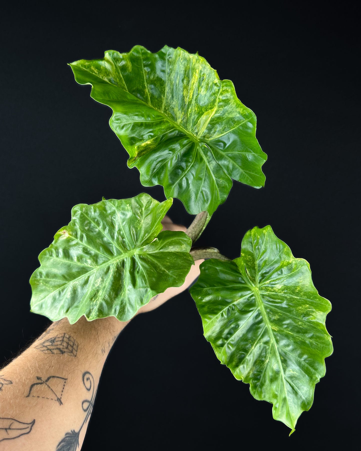 Alocasia LowRider Aurea Variegata