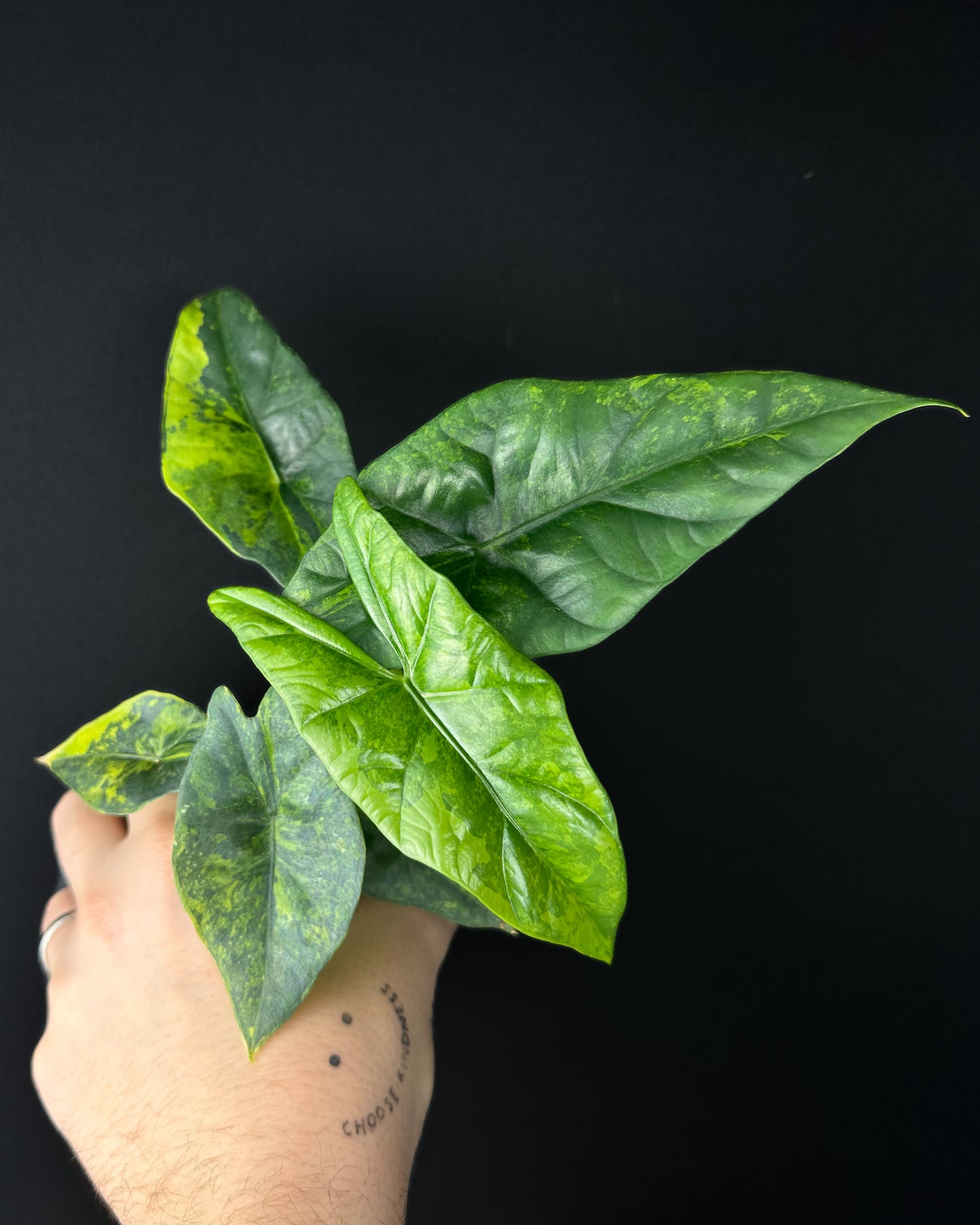 Alocasia Simpo Aurea Variegata