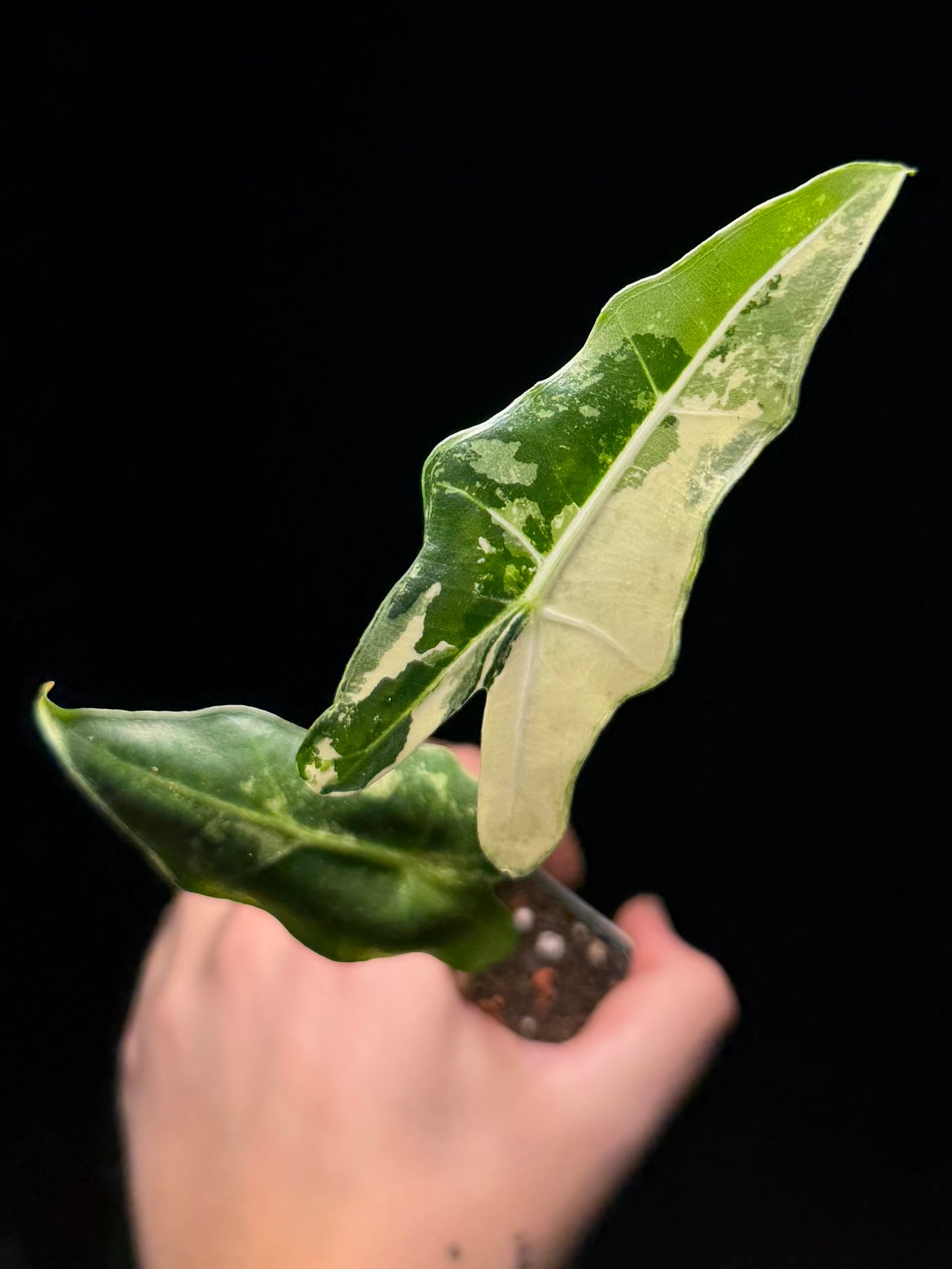 Alocasia Sarian Albo Variegata