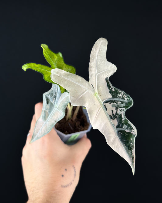 Alocasia Sanderiana Nobilis Albo/Pink Variegata