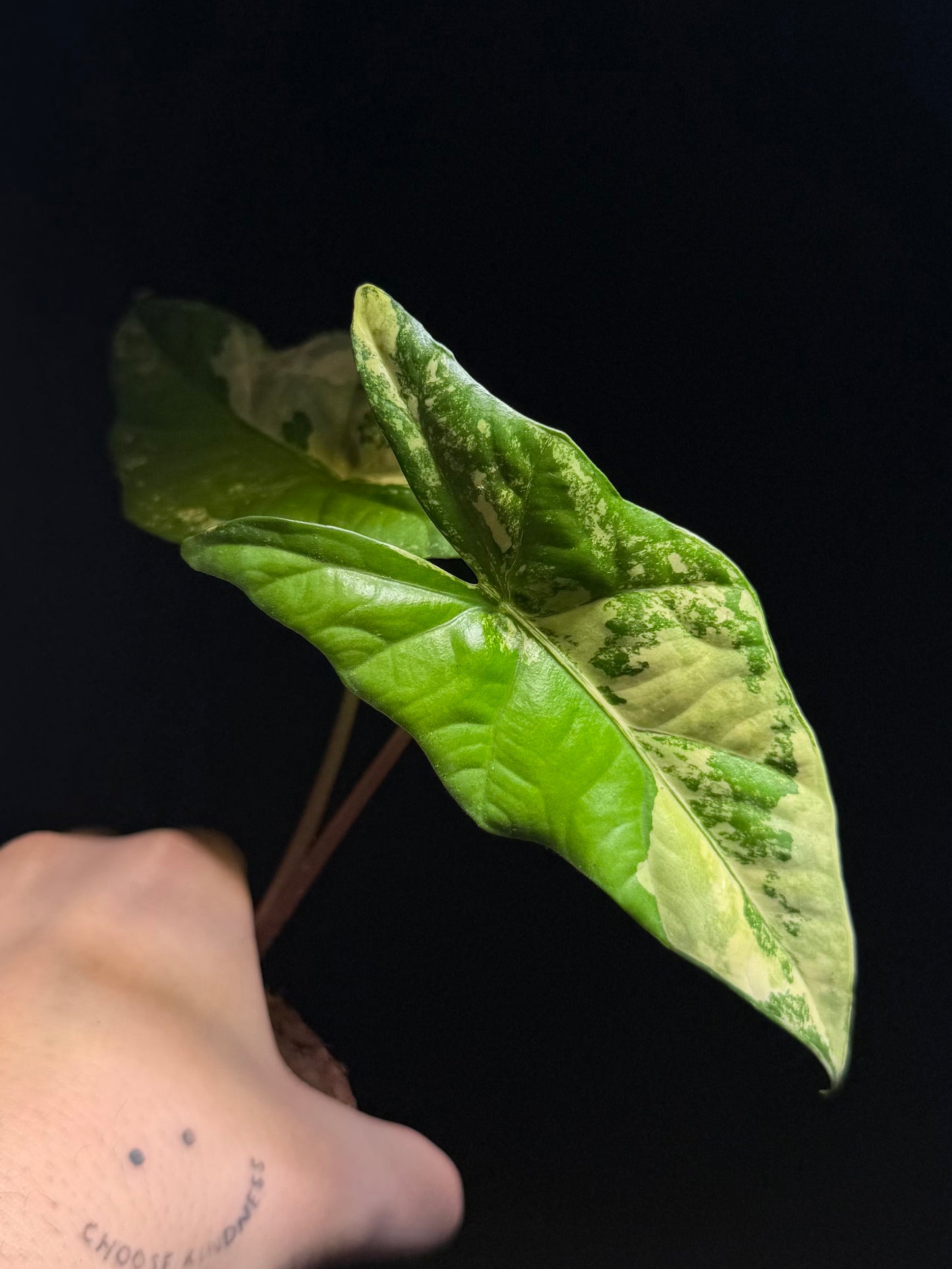 Alocasia Simpo Aurea Variegata