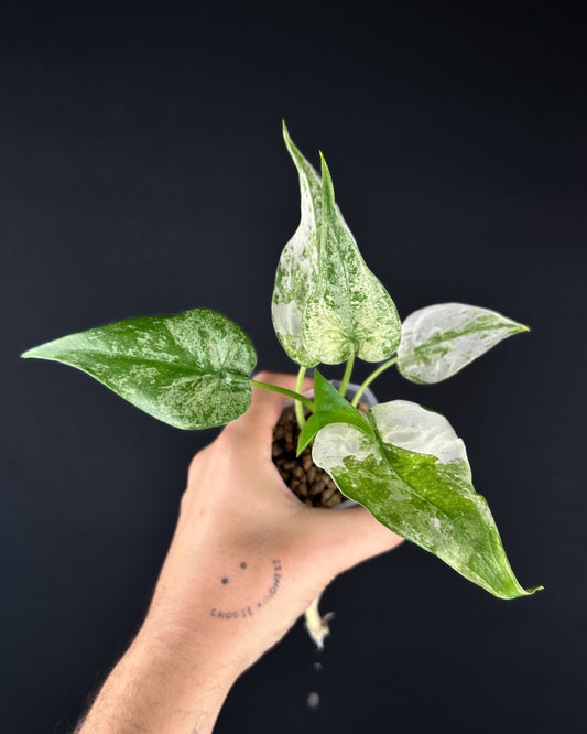 Alocasia Cucullata Albo Splash Variegata