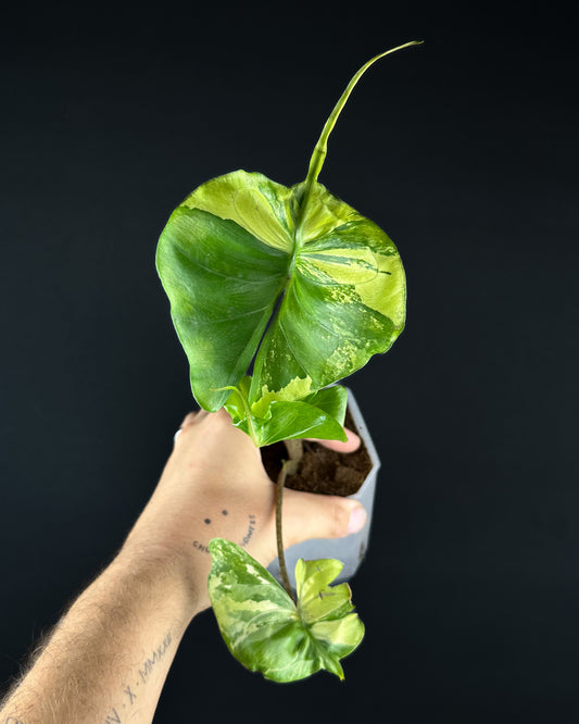 Alocasia Stingray Aurea Variegata