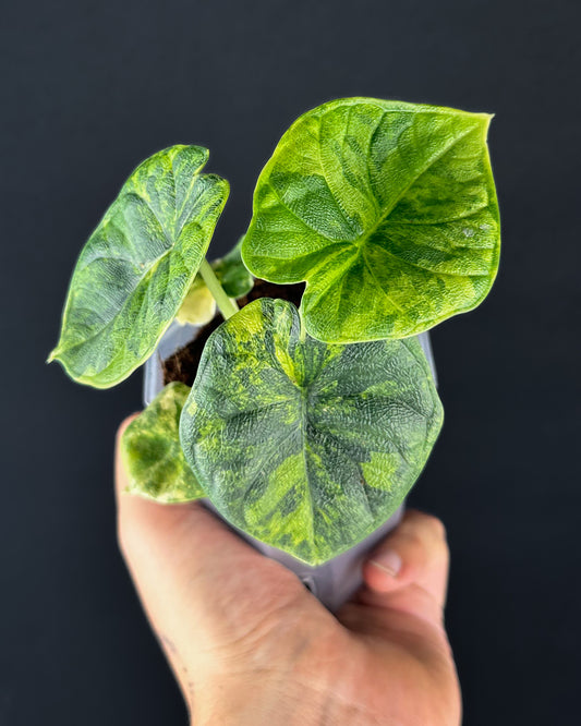 Alocasia Melo Aurea