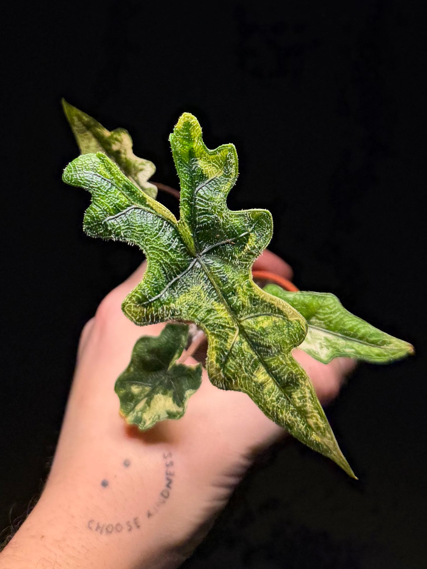 Alocasia Jacklyn Aurea Variegata