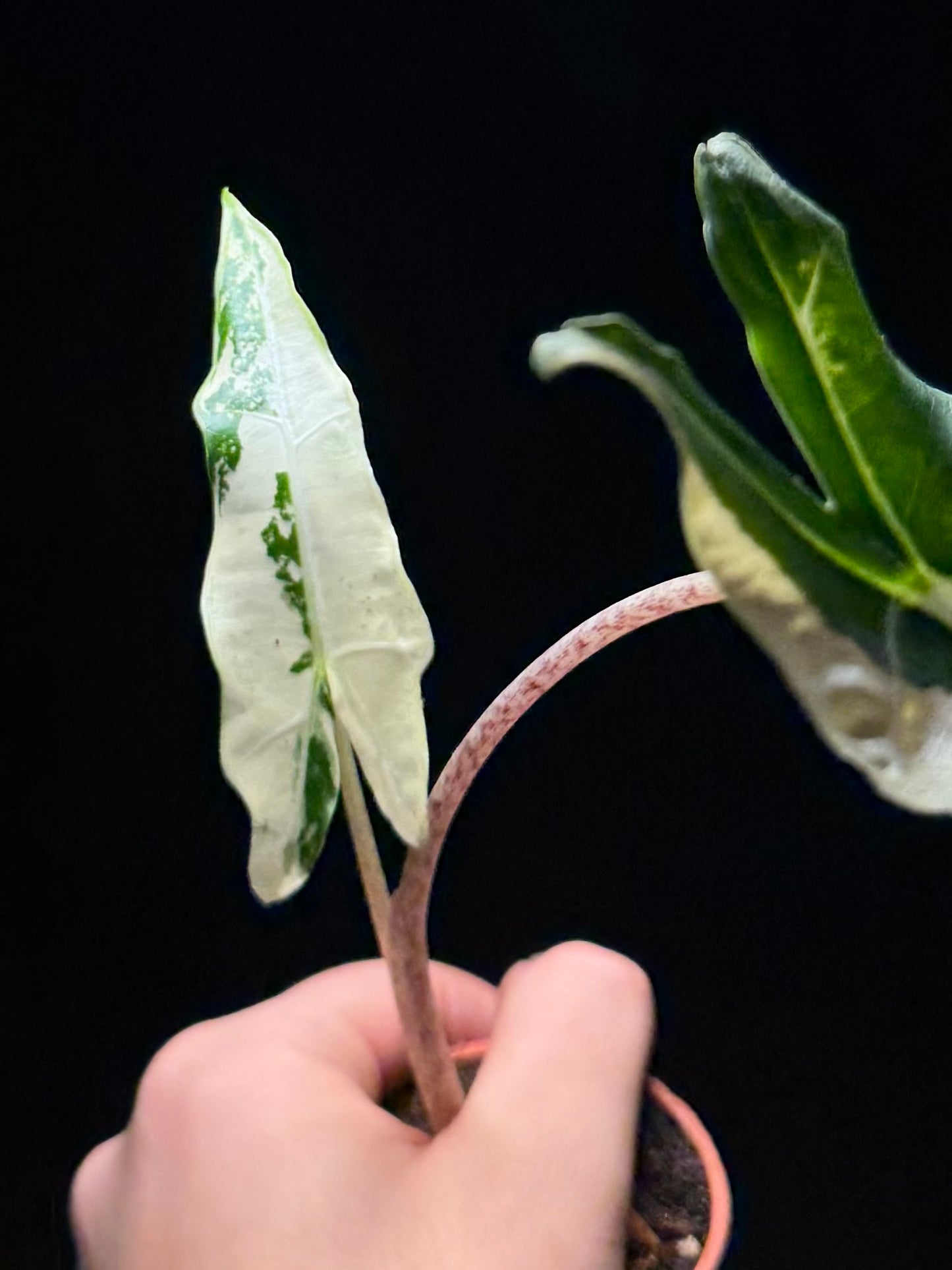 Alocasia Sarian Albo Variegata