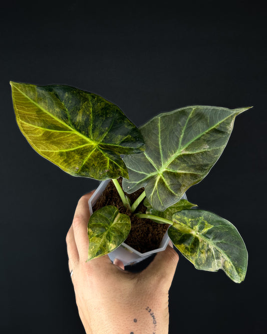 Alocasia Regal Shield Aurea