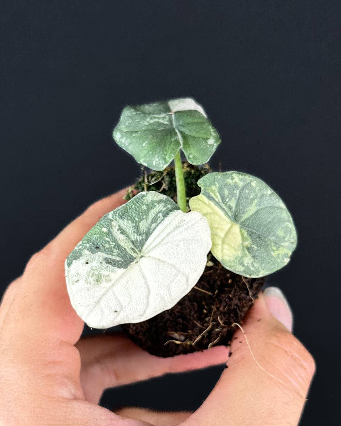 Alocasia Melo Albo Variegata