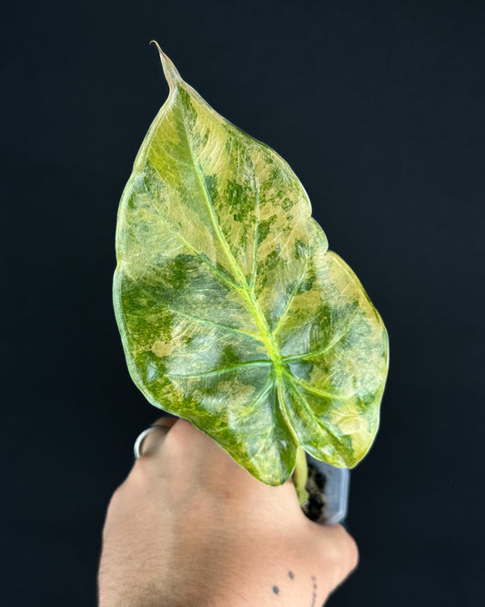 Alocasia Wentii Sunset