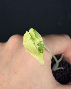 Descriptive image text