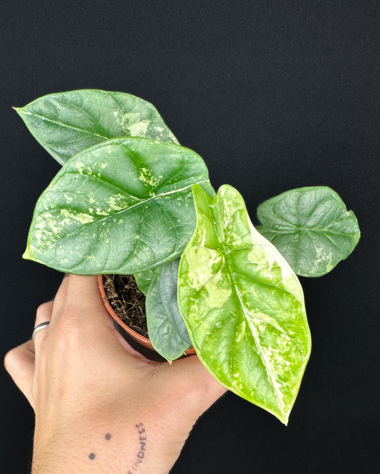 Alocasia Silver Dragon Albo