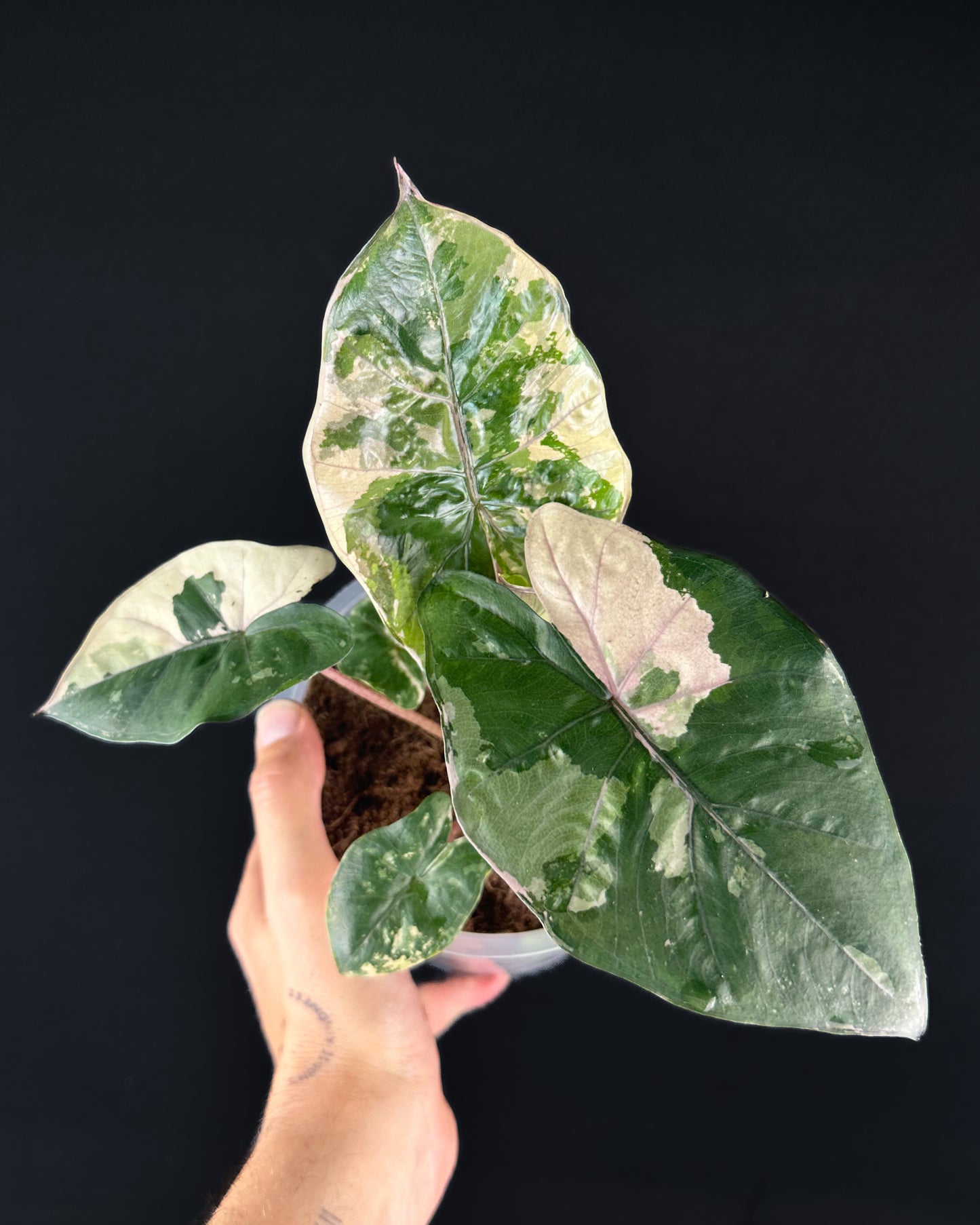 Alocasia Yucatan Princess Albo/Pink Variegata